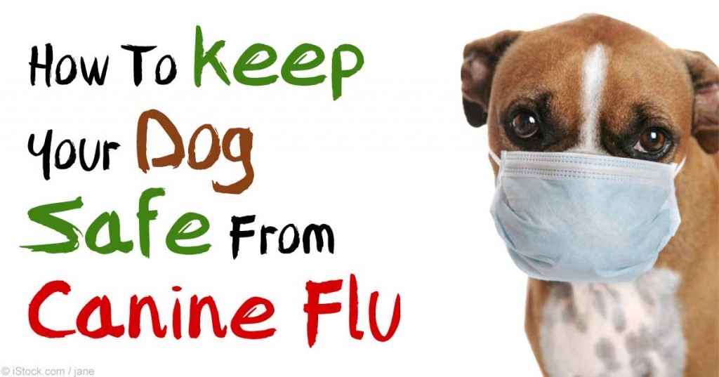 does my dog need the canine influenza vaccine